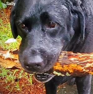 Meet your Posher, Sally